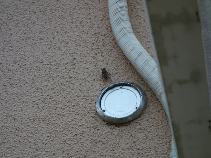 ツクツクボウシ