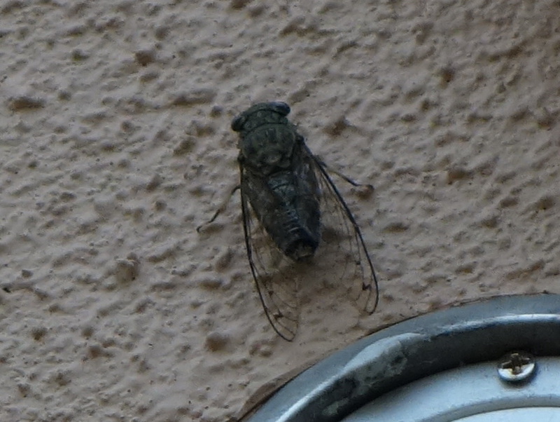 ツクツクボウシ