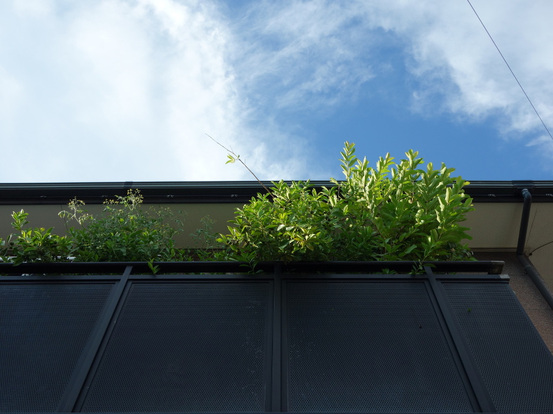 グァバとミニトマト