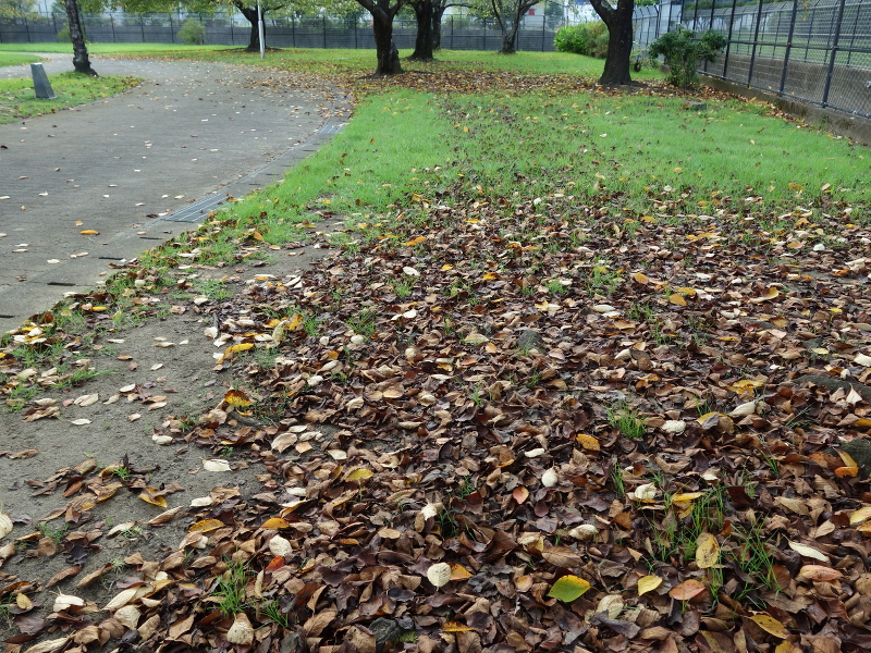 ソメイヨシノの落葉