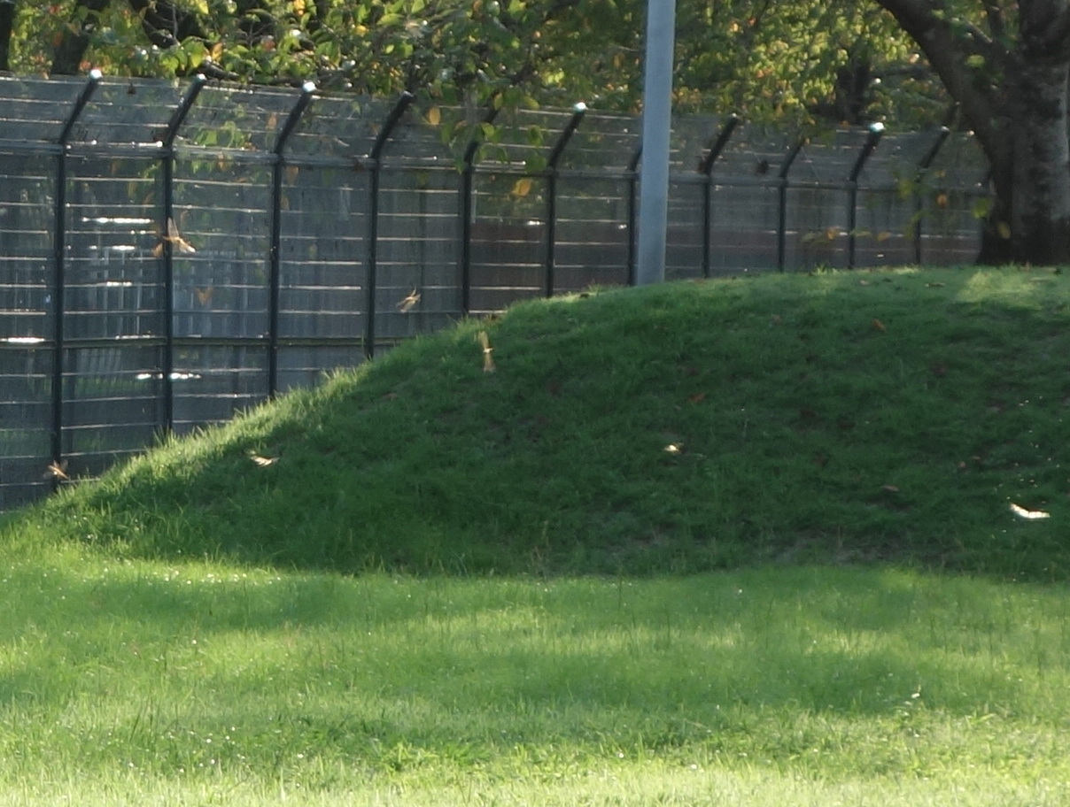 シオカラトンボ