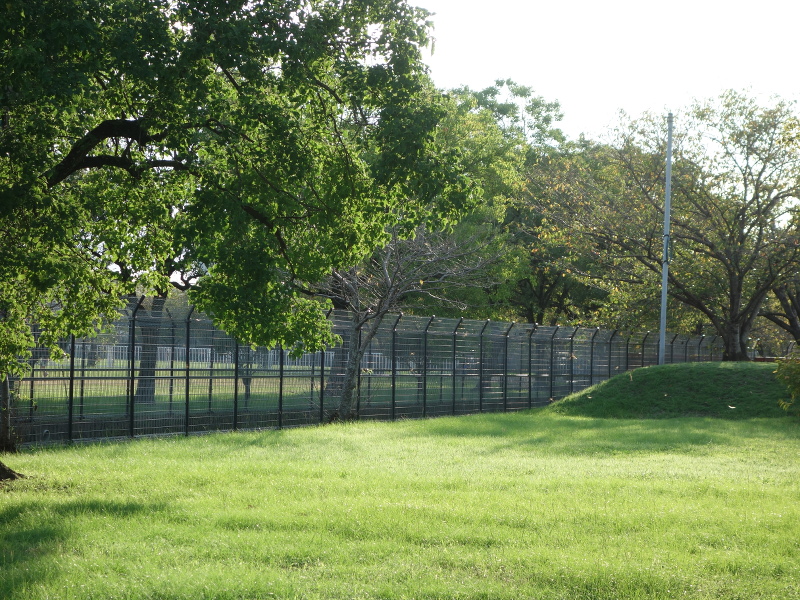 シオカラトンボ