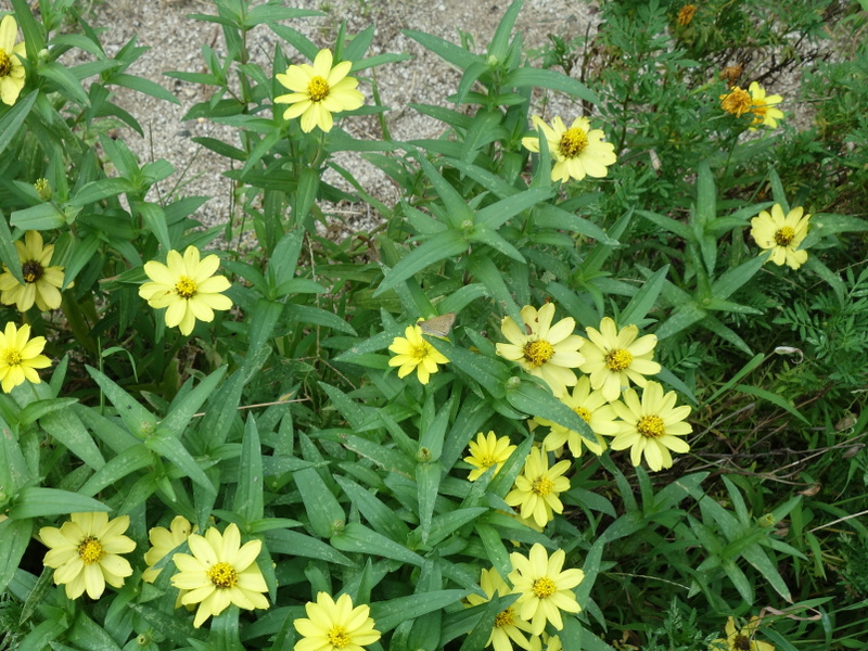 ジニアの花とチャバネセセリ