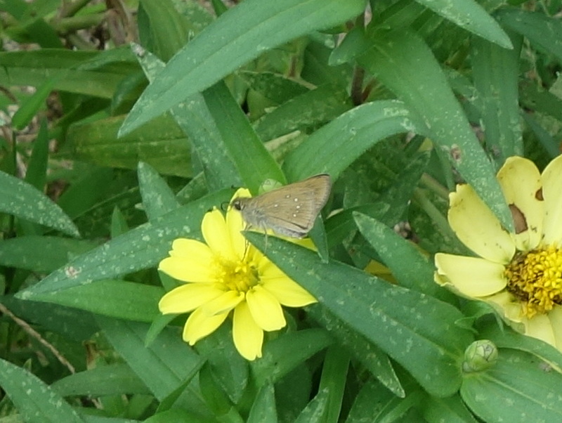 ジニアの花とチャバネセセリ