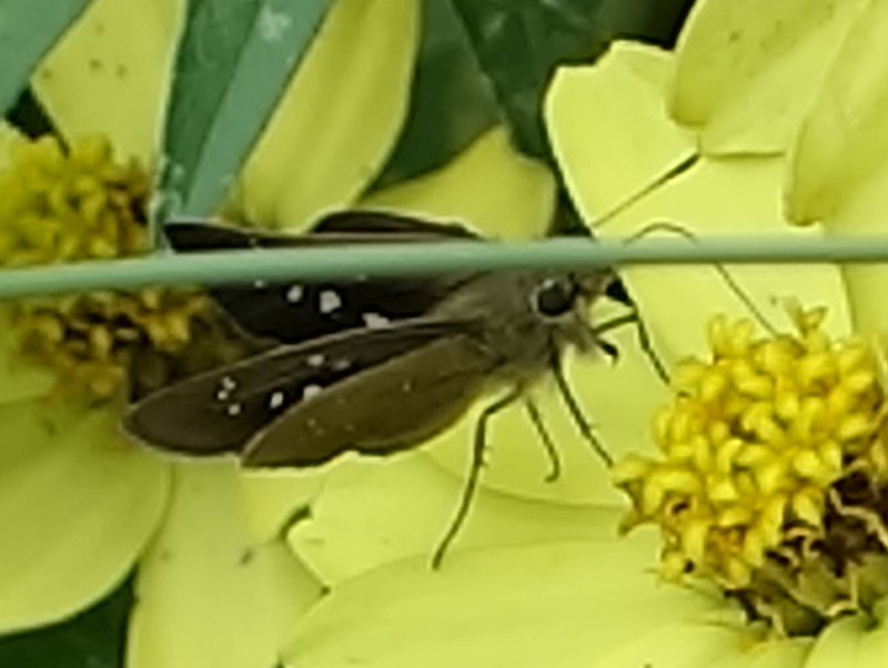 ジニアの花とチャバネセセリ