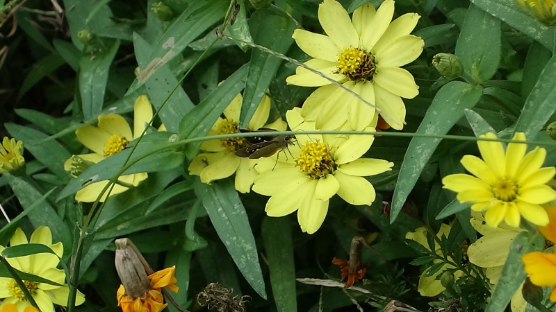ジニアの花とチャバネセセリ