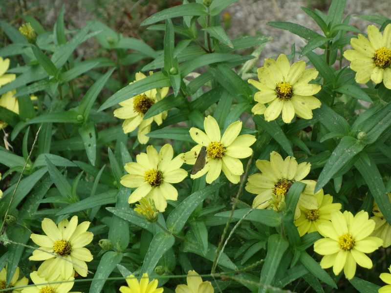 チャバネセセリ