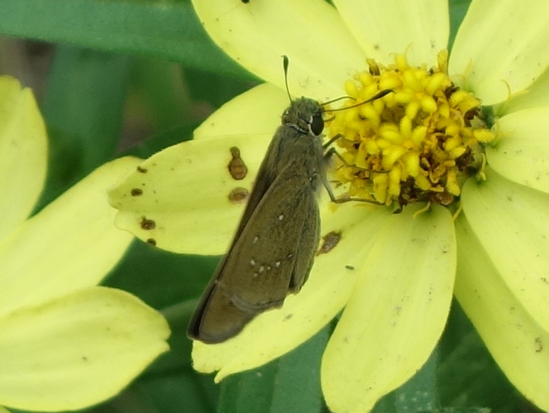 チャバネセセリ