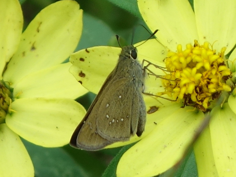 チャバネセセリ