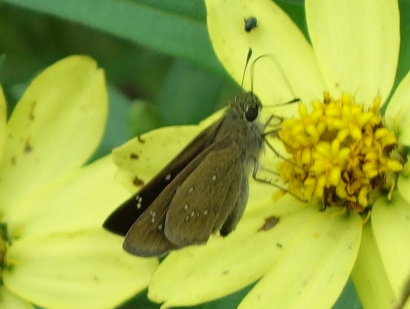 チャバネセセリ