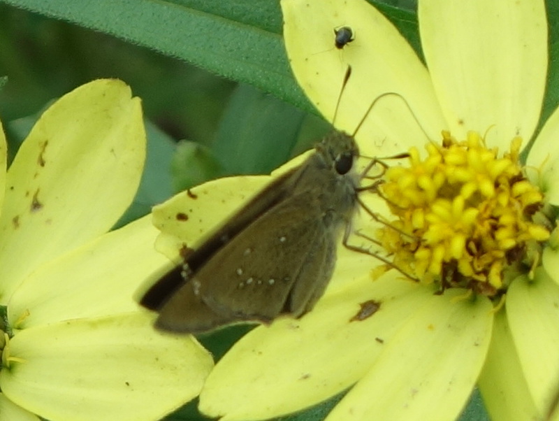 チャバネセセリ