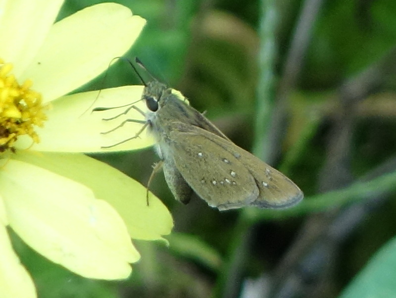 チャバネセセリ