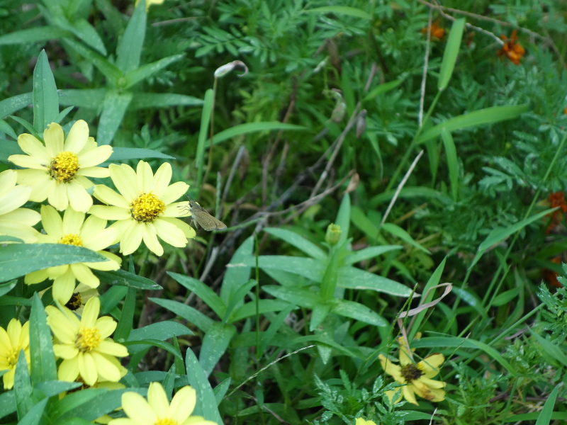 チャバネセセリ