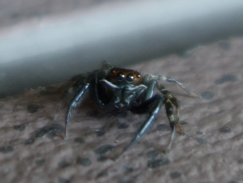 ハエトリグモ（アダンソンハエトリ）