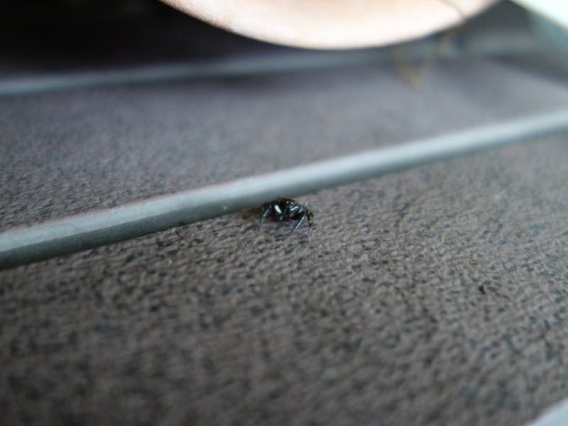 ハエトリグモ（アダンソンハエトリ）