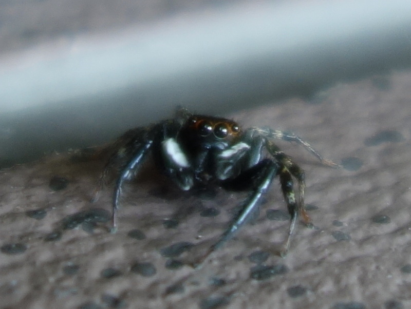 ハエトリグモ（アダンソンハエトリ）