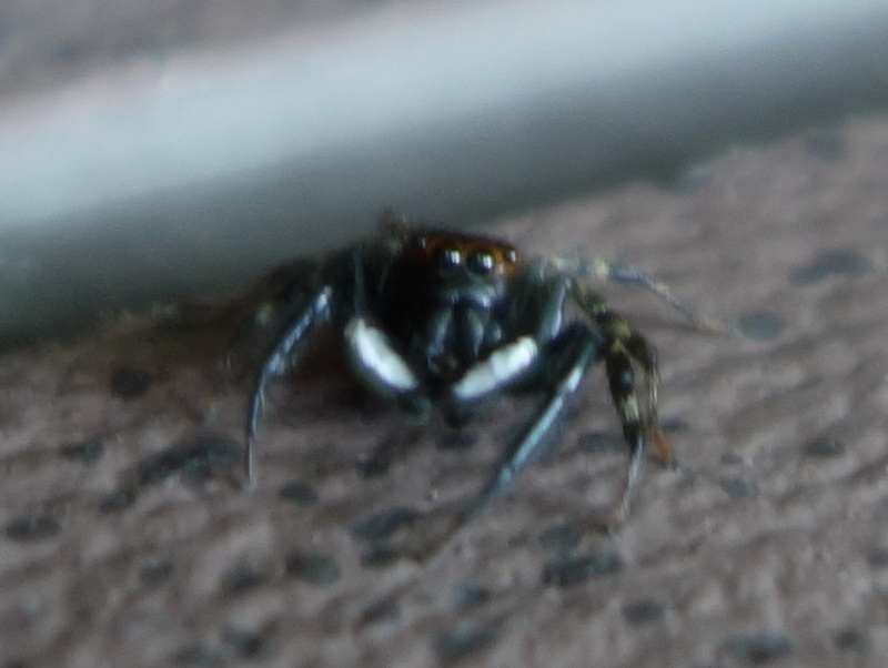 ハエトリグモ（アダンソンハエトリ）