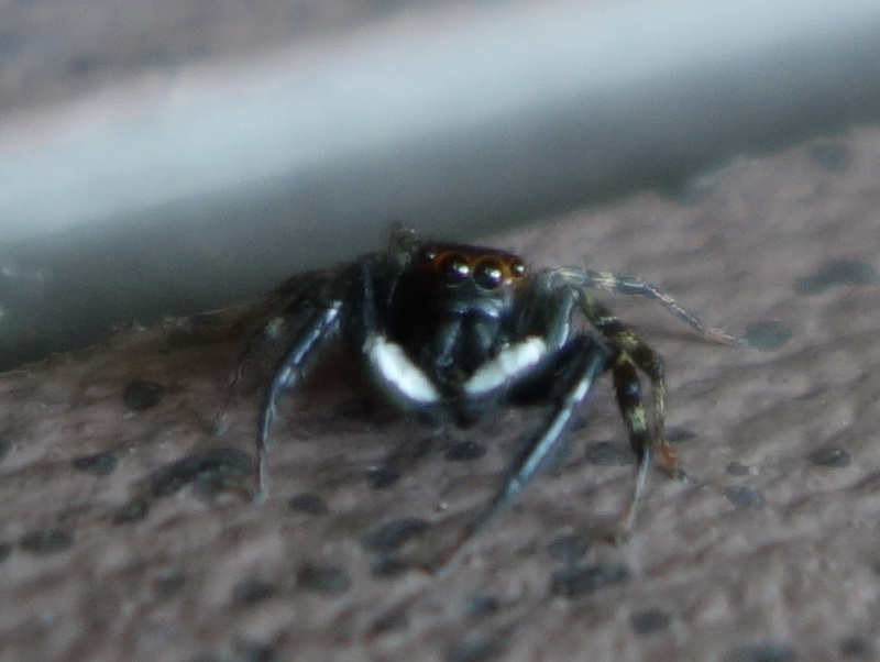 ハエトリグモ（アダンソンハエトリ）