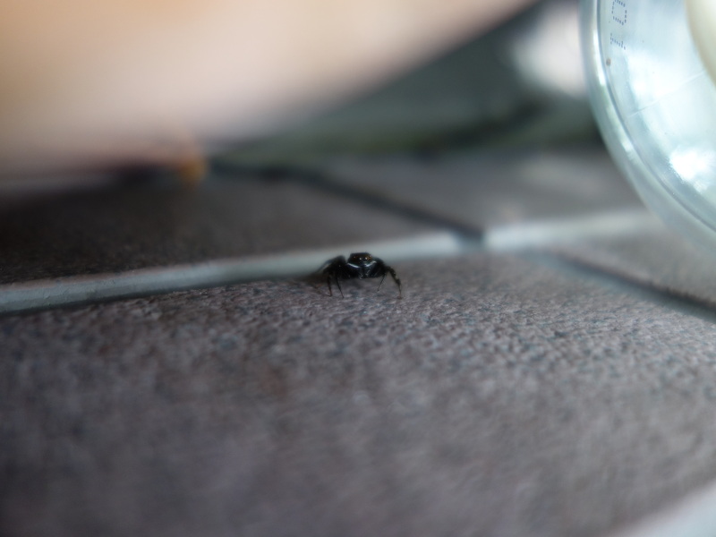 ハエトリグモ（アダンソンハエトリ）