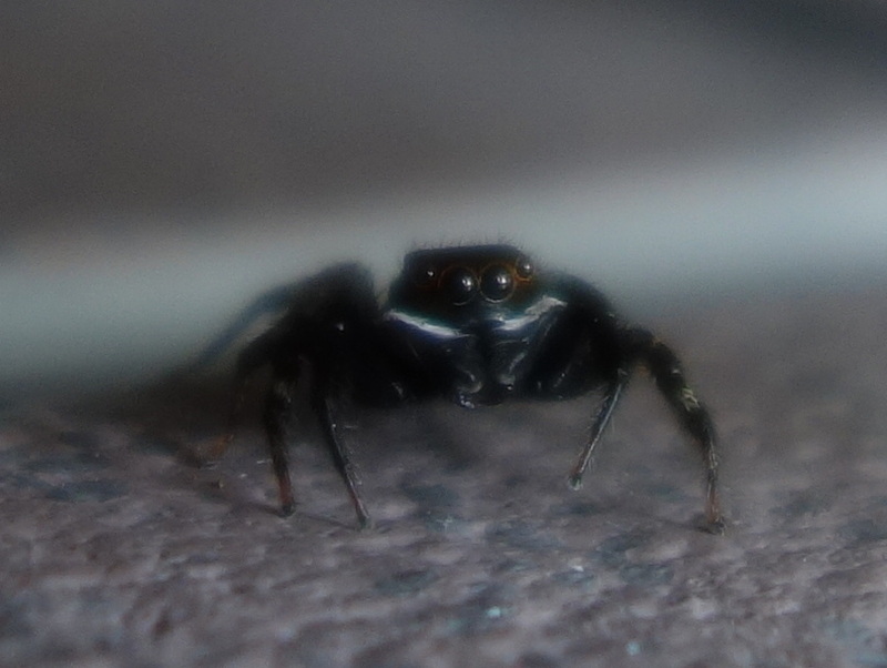 ハエトリグモ（アダンソンハエトリ）