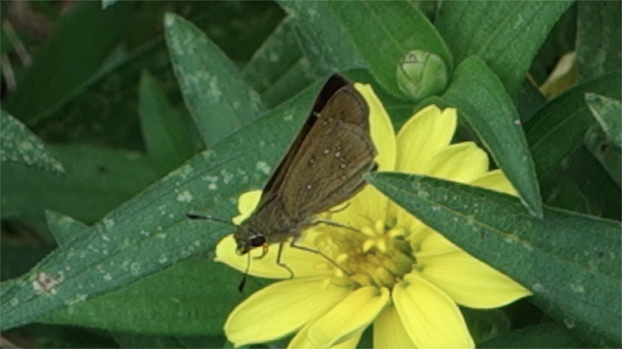 チャバネセセリ