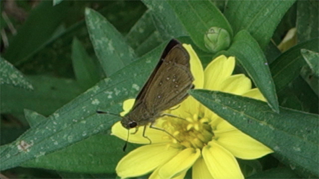 チャバネセセリ