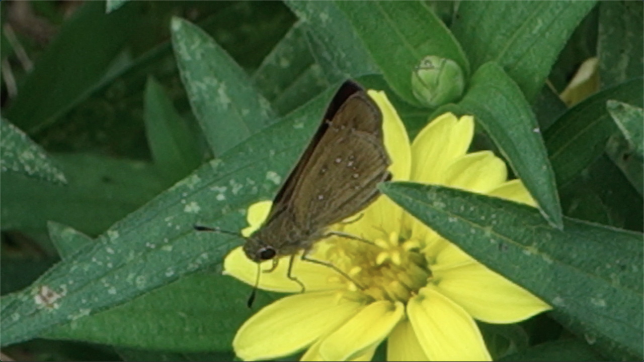 チャバネセセリ