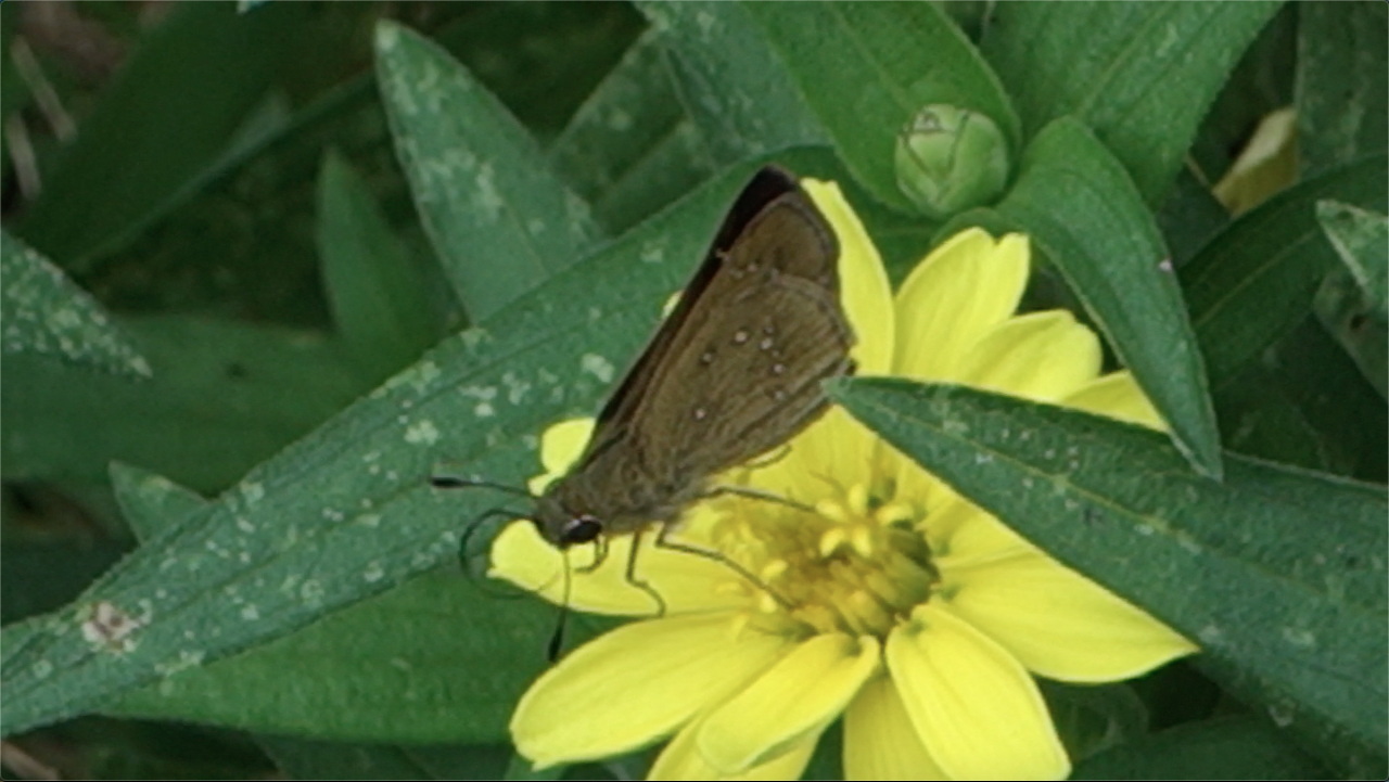 チャバネセセリ