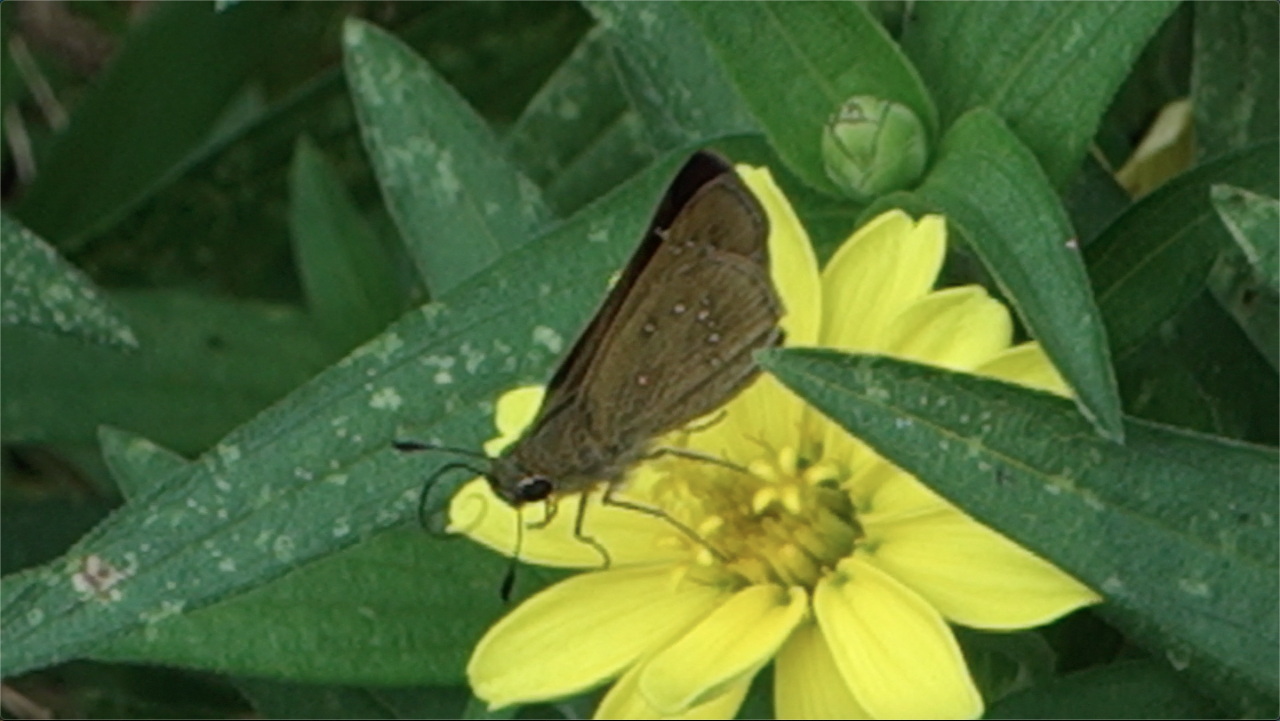 チャバネセセリ