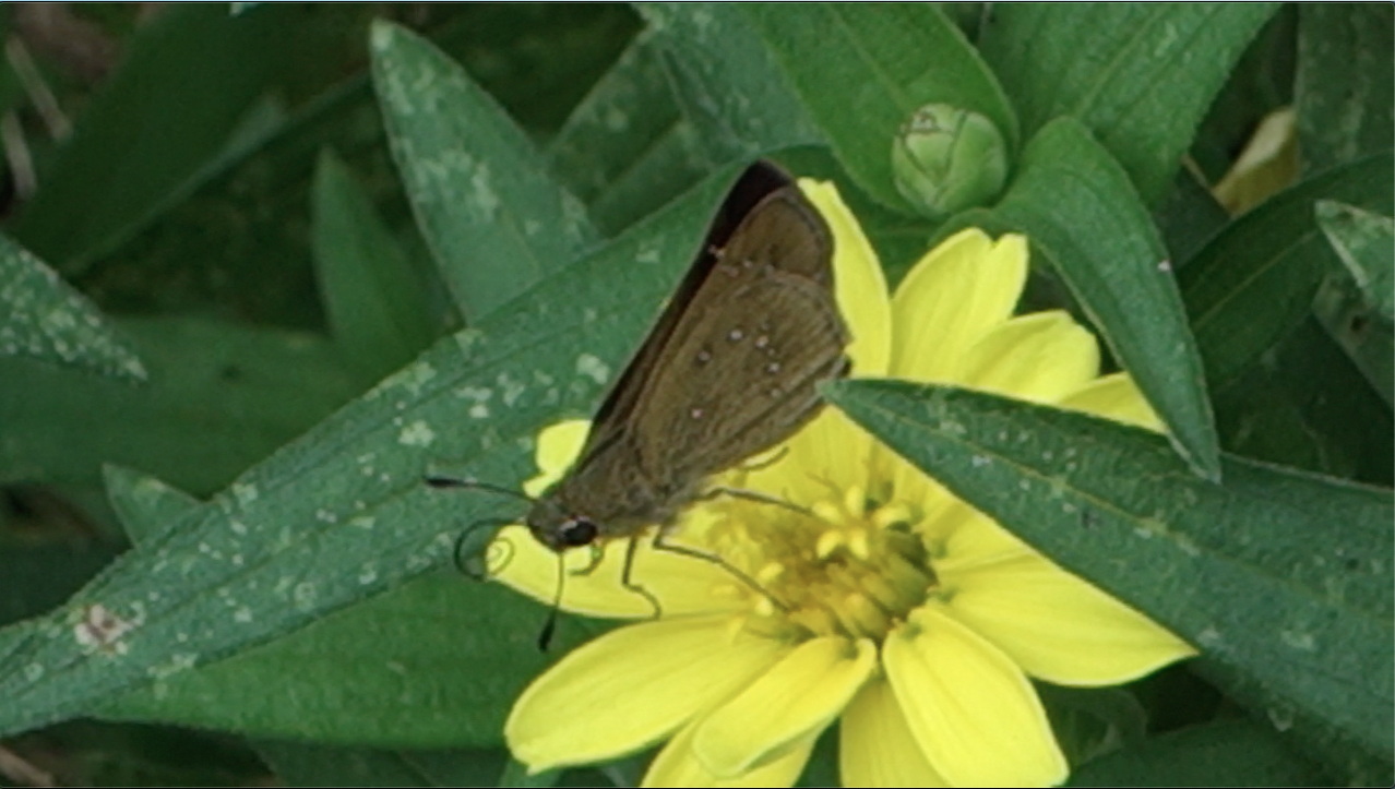 チャバネセセリ