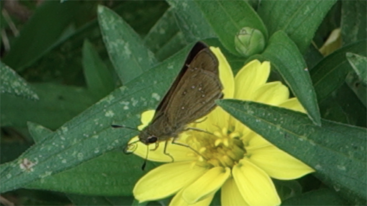 チャバネセセリ