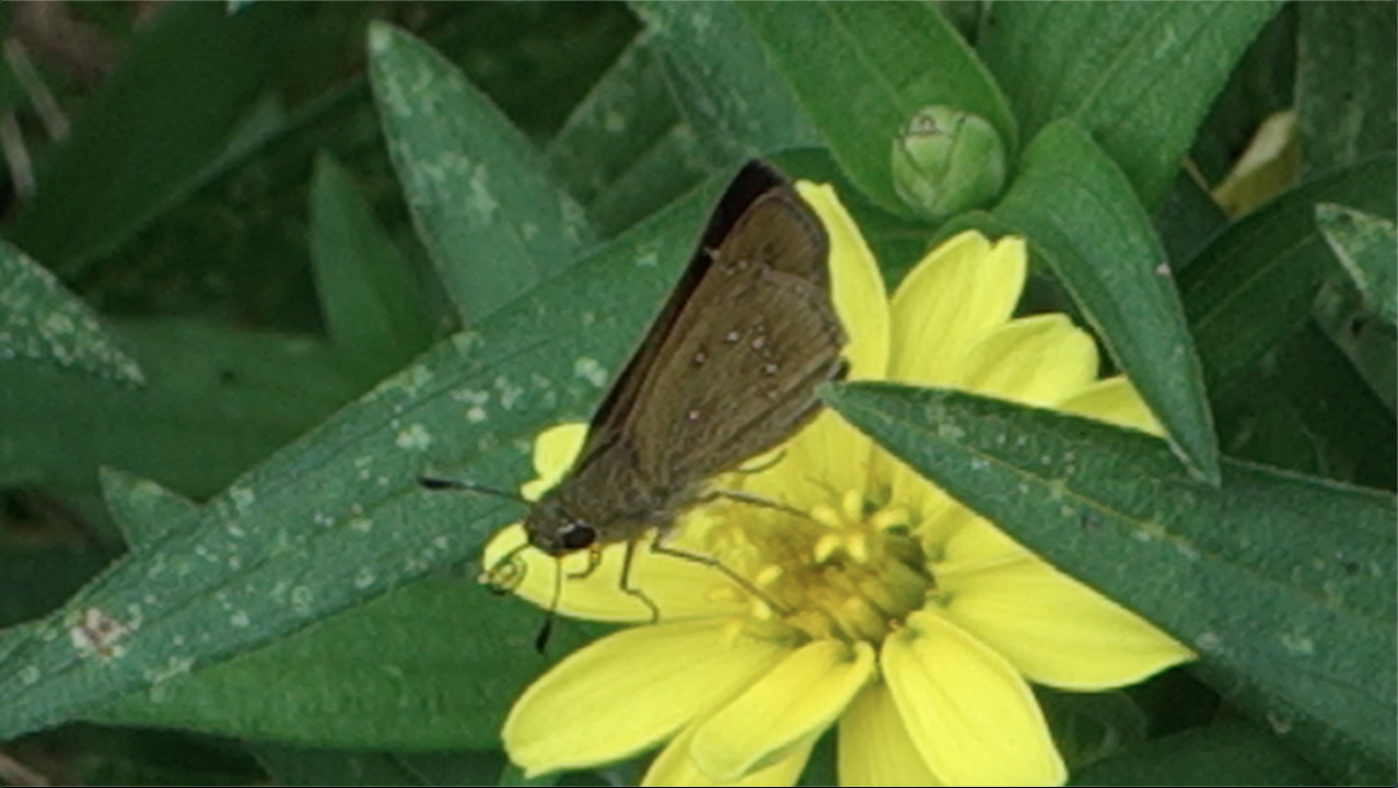 チャバネセセリ