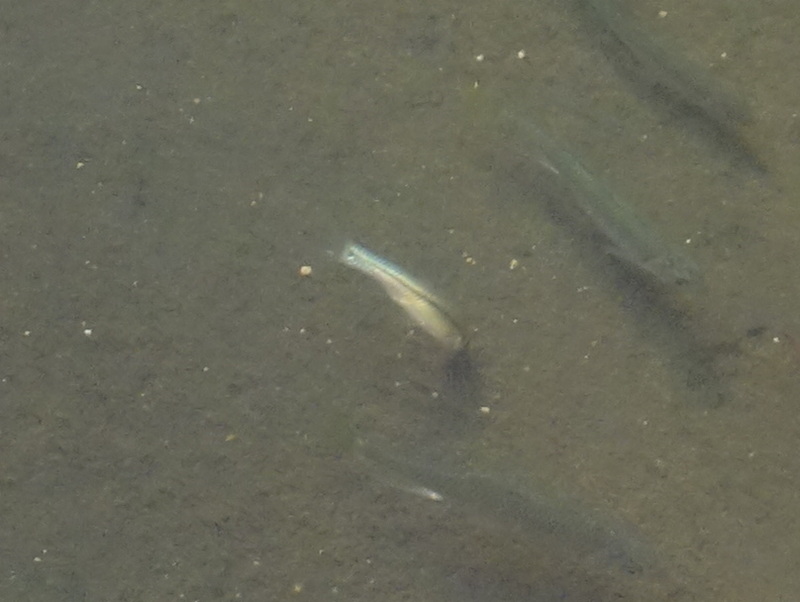 カワムツかモツゴ