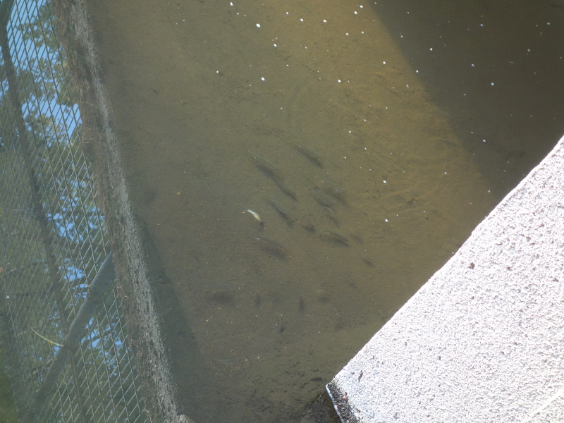 カワムツかモツゴ