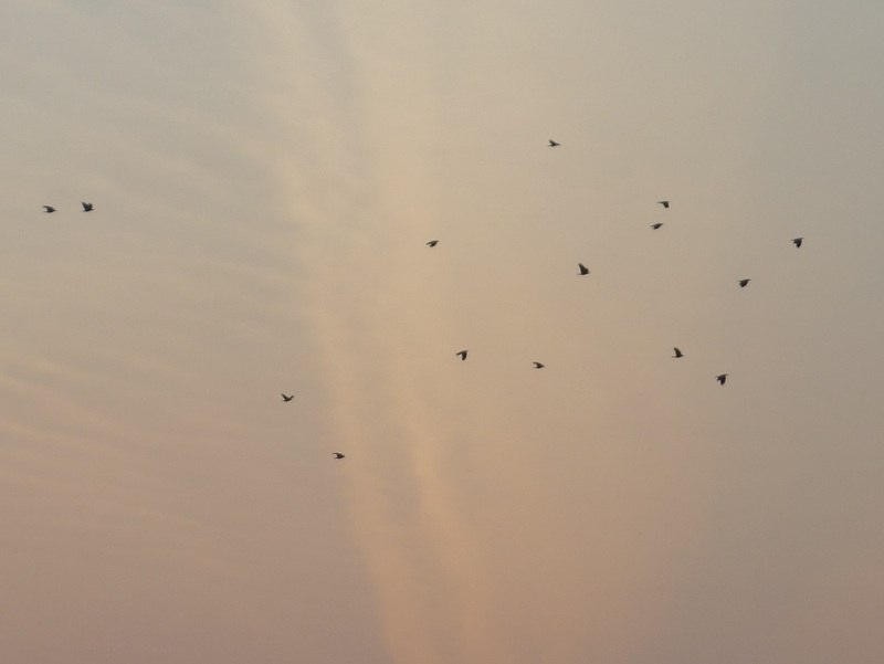 日没直後の西の空を飛んでいる鳥の群れ