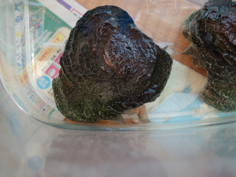 赤ちゃんスッポン