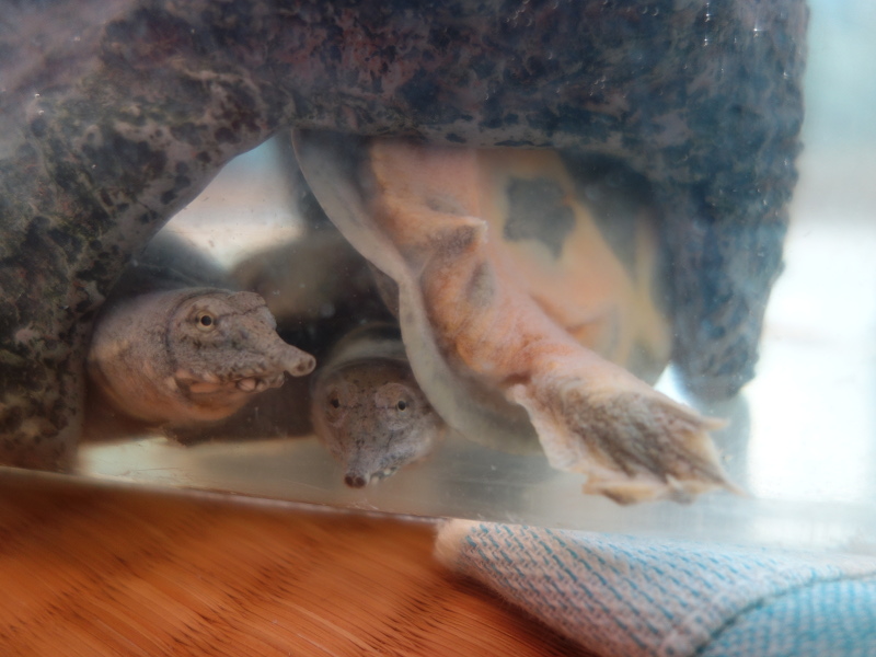 赤ちゃんスッポン