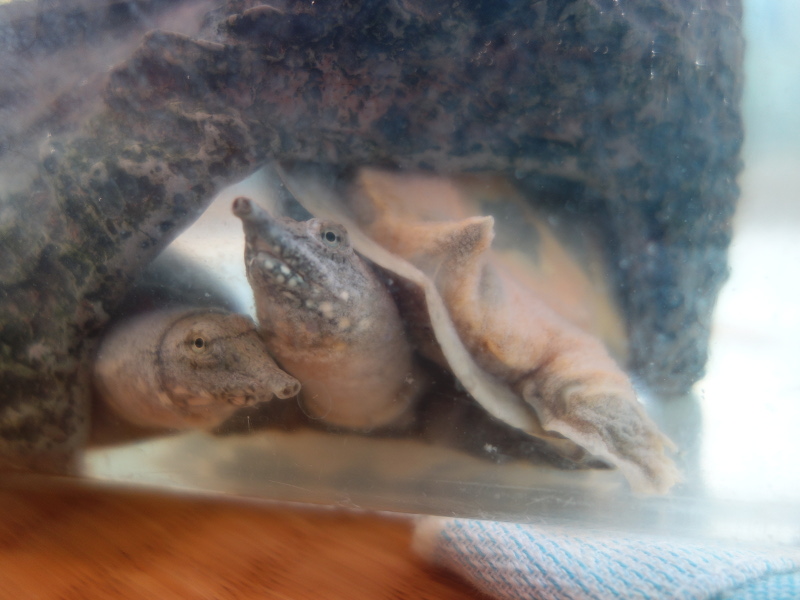 赤ちゃんスッポン