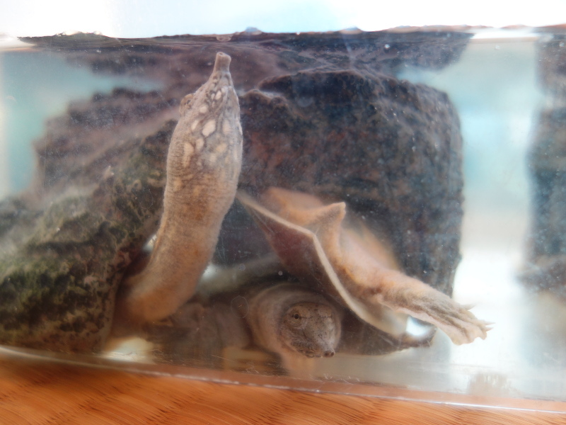 赤ちゃんスッポン