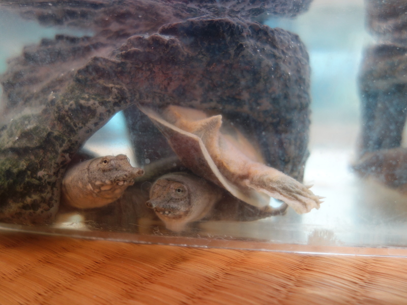 赤ちゃんスッポン