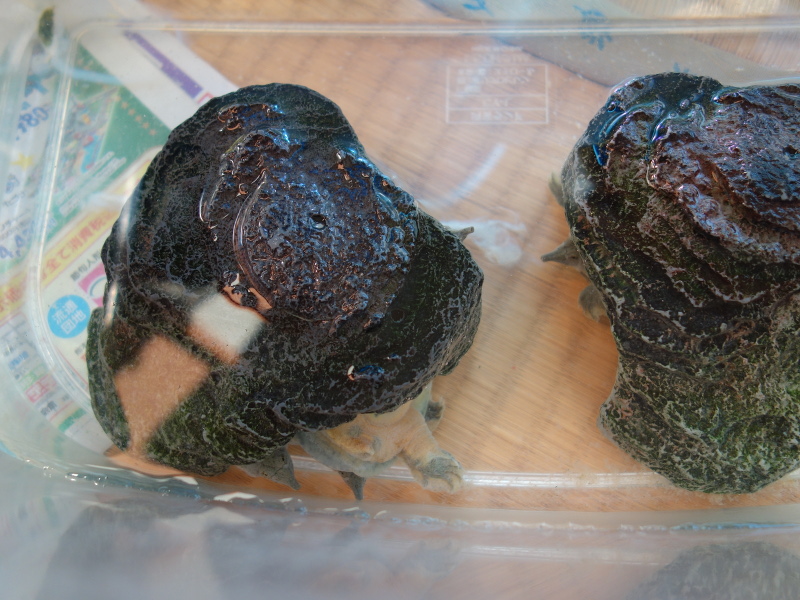 赤ちゃんスッポン