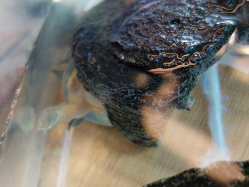 赤ちゃんスッポン