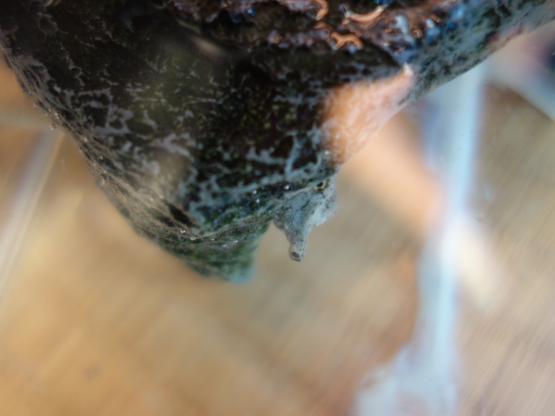 赤ちゃんスッポン