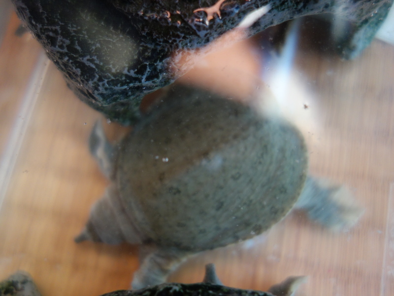 赤ちゃんスッポン