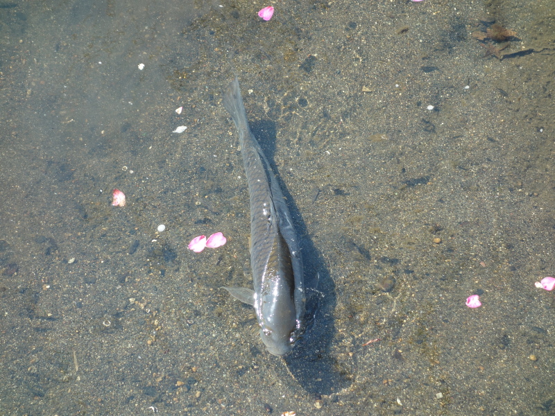 コイと寒椿の花びら