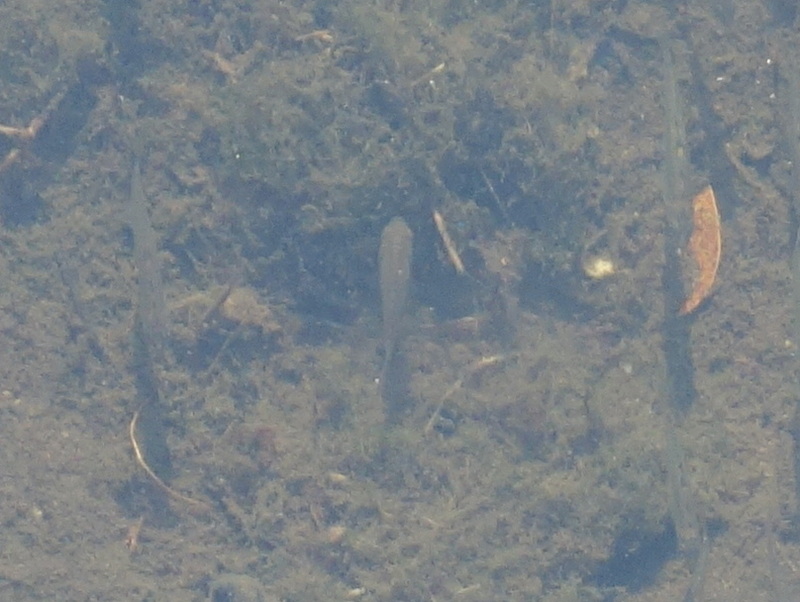 オイカワとフナ