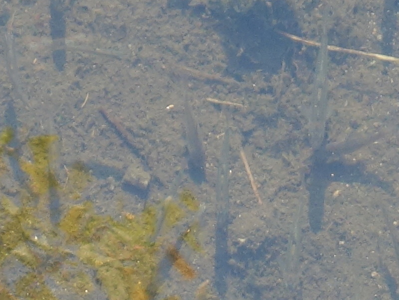 オイカワとフナ