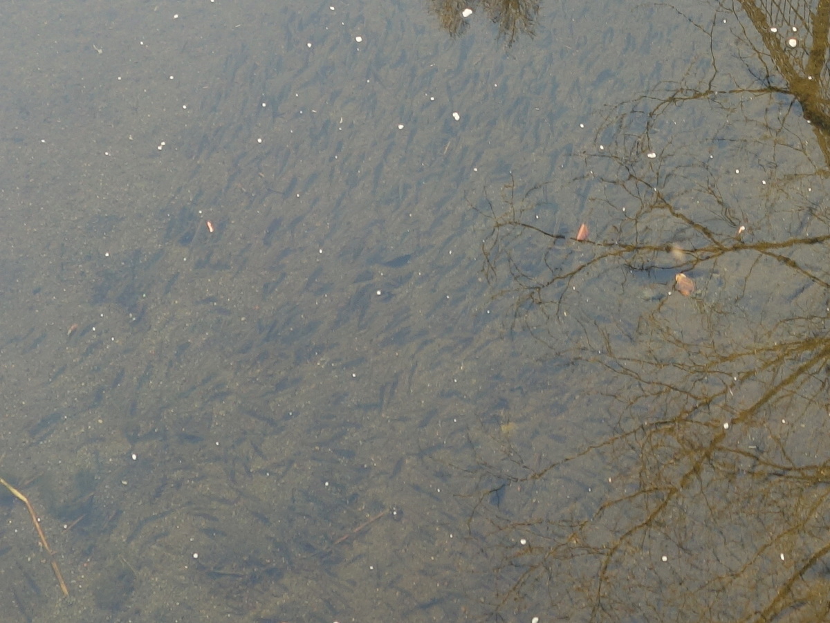 オイカワとフナ