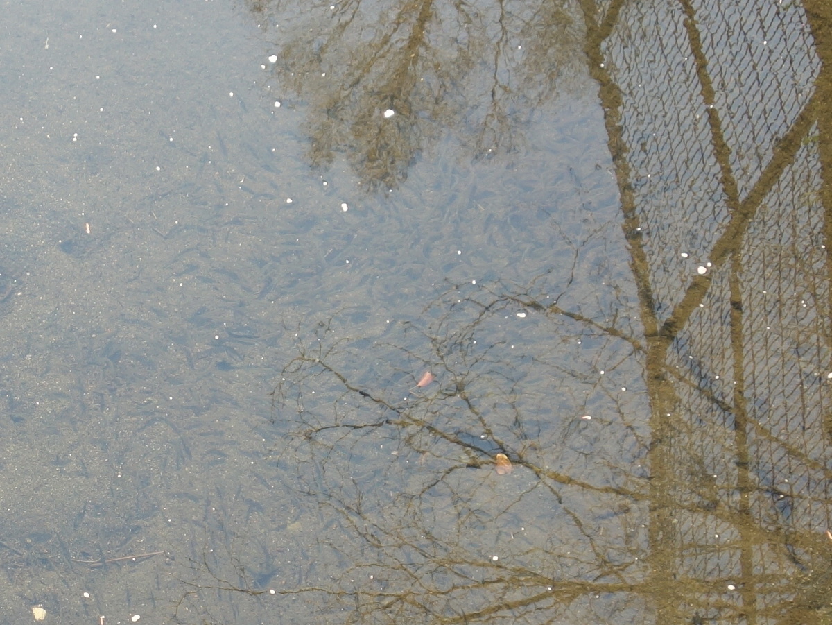 オイカワとフナ