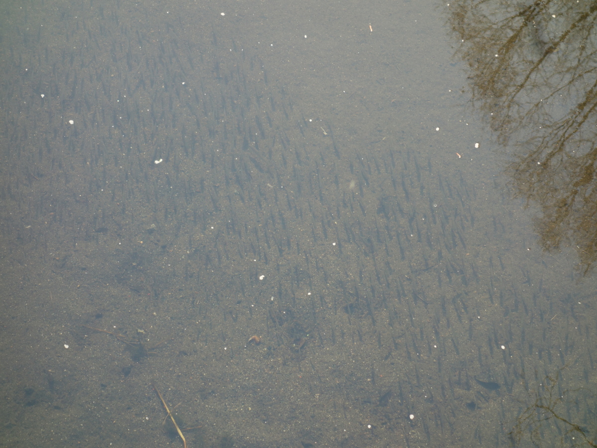 オイカワとフナ